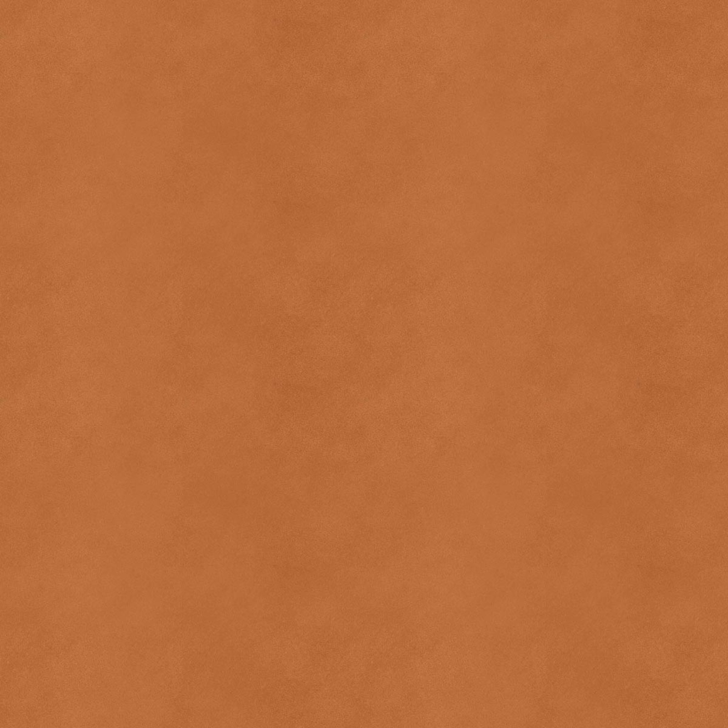 CAMMELLO