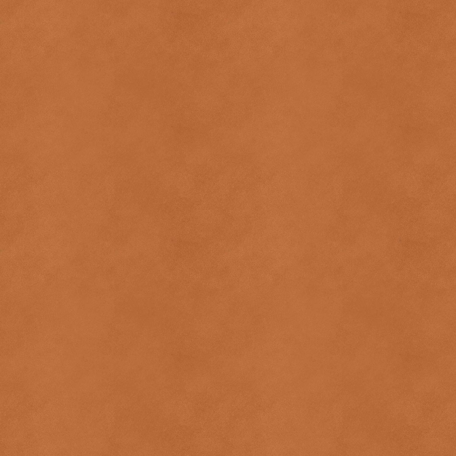 CAMMELLO